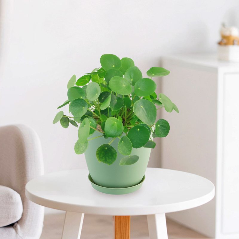 Cây Cỏ Đồng Tiền / Gương Tròn