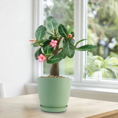 Cây Hoa Sứ Thái Sa Mạc