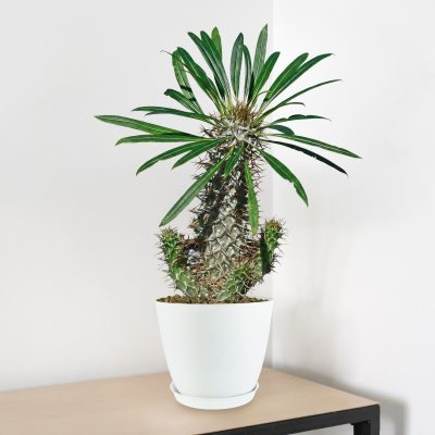 Cây Cọ Thân Gai Madagascar (Pachypodium lamerei)
