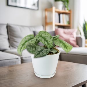 Satin Pothos 'Hình ảnh Scindapsus'