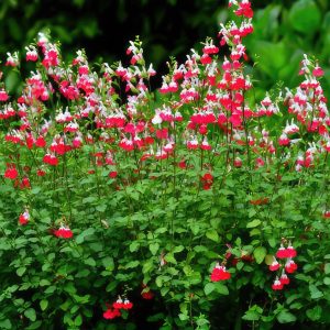 Son Salvia nóng bỏng (Salvia microphylla Hot lips)