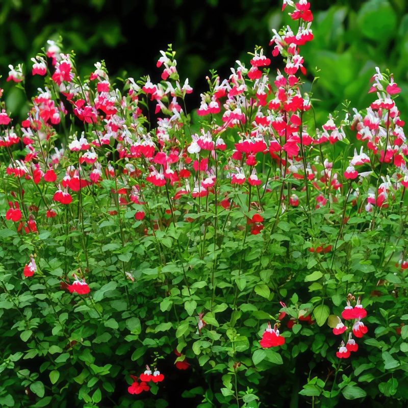 Son Salvia nóng bỏng (Salvia microphylla Hot lips)
