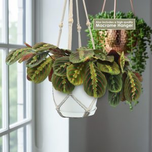 Cây cầu nguyện đỏ ‘Maranta leuconeura đỏ