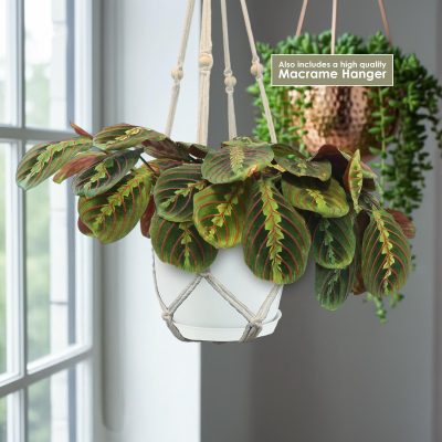Cây cầu nguyện đỏ ‘Maranta leuconeura đỏ
