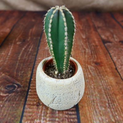 Xương Rồng Hàng Rào Trụ Mexico