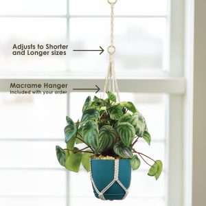 Cây Peperomia dưa hấu