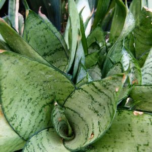 Cây Lưỡi Hổ Thái (Sansevieria trifasciata Hahnii)