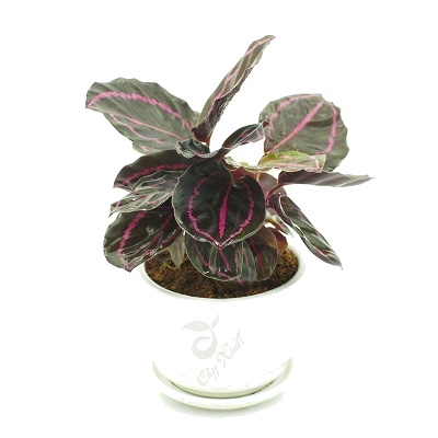 Cây Đuôi Công Tím (Calathea roseopicta)