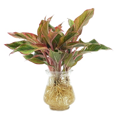 Cây Phú Quý Thủy Sinh (Aglaonema Siam Aurora)