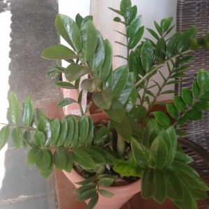 Cây Kim Tiền (Zamioculcas zamiifolia)