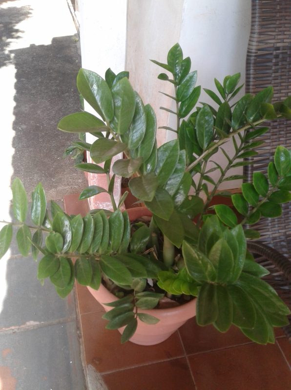 Cây Kim Tiền (Zamioculcas zamiifolia)
