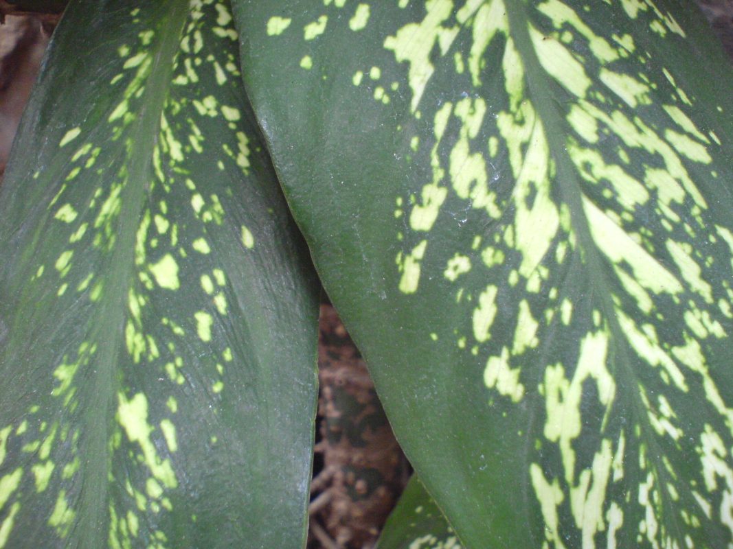Cây Vạn Niên Thanh (Dieffenbachia amoena)