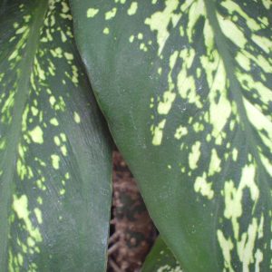 Cây Vạn Niên Thanh (Dieffenbachia amoena)