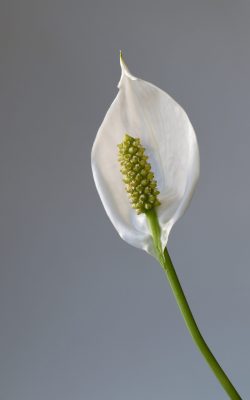 Cây Lan Ý Thủy Sinh (Spathiphyllum wallisii)
