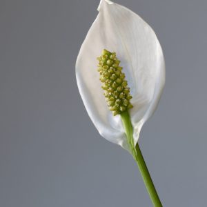 Cây Lan Ý Thủy Sinh (Spathiphyllum wallisii)