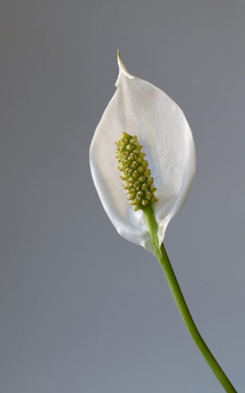 Cây Lan Ý Thủy Sinh (Spathiphyllum wallisii)