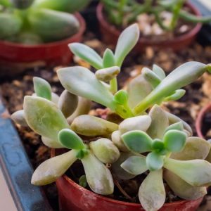 Combo 5 Sen Đá Mini Bầu Ươm VuaSenDa