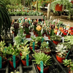 Thùng sỉ sen đá bầu ươm